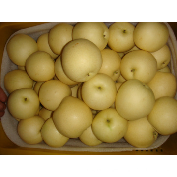 2016 Year Fresh Golden Pear in Best Price